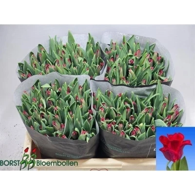 Svazek 50 červených tulipánů CO RED DRESS