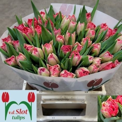 Svazek 50 červených tulipánů DU DOUBLE TWIST