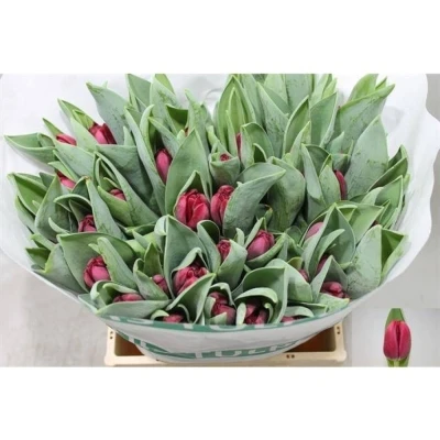 Svazek 50 červených tulipánů EN BAZOOKA