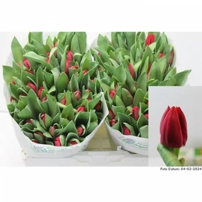 Svazek 50 červených tulipánů EN CURRY