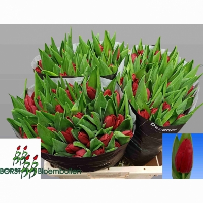 Svazek 50 červených tulipánů EN DYNAMO