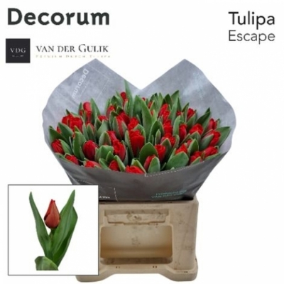 Svazek 50 červených tulipánů EN ESCAPE