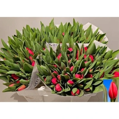 Svazek 50 červených tulipánů EN HOTSPOT