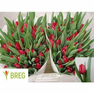 Svazek 50 červených tulipánů EN ILE DE FRANCE