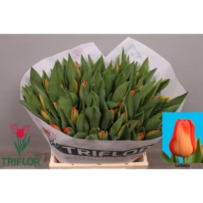 Svazek 50 červených tulipánů EN LALIBELA