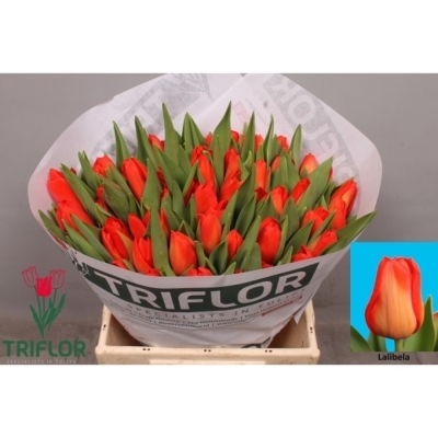 Svazek 50 červených tulipánů EN LALIBELA
