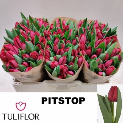 Svazek 50 červených tulipánů EN PITSTOP