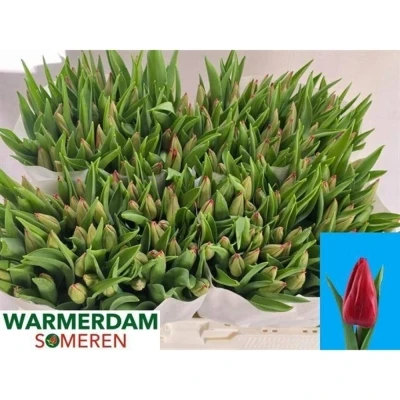 Svazek 50 červených tulipánů EN RED GOLD