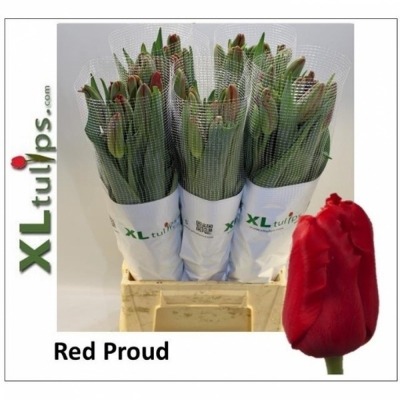 Svazek 50 červených tulipánů EN RED PROUD