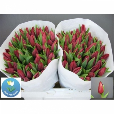Svazek 50 červených tulipánů EN STRONG LOVE