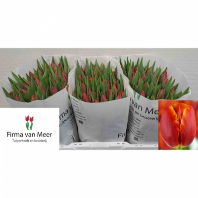 Svazek 50 červených tulipánů EN VERANDI