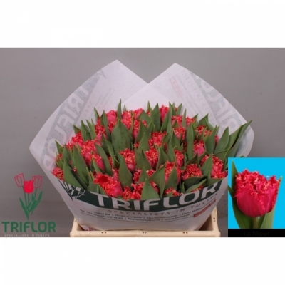 Svazek 50 červených tulipánů FR LA MOUR