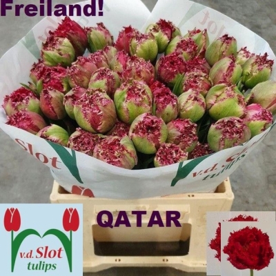 Svazek 50 červených tulipánů FR QATAR