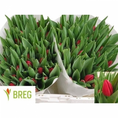 Svazek 50 červených tulipánů RED STONE
