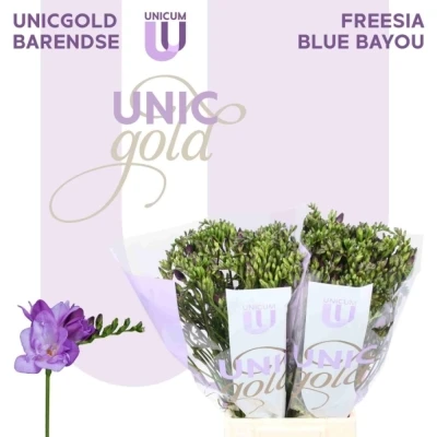 Svazek 50 fialových frézií DU BLUE BAYOU