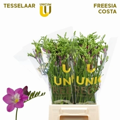 Svazek 50 fialových frézií EN COSTA