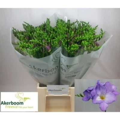 Svazek 50 fialových Frézií EN INDIGO BEACH