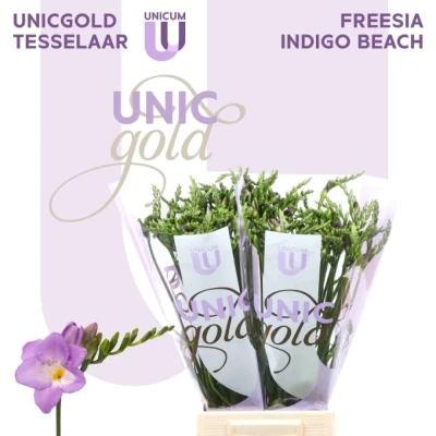 Svazek 50 fialových Frézií EN INDIGO BEACH