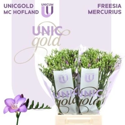 Svazek 50 fialových Frézií EN MERCURIUS