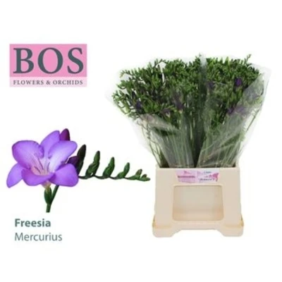 Svazek 50 fialových Frézií EN MERCURIUS