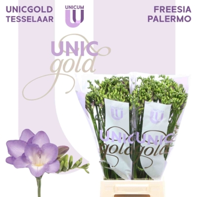 Svazek 50 fialových Frézií EN PALERMO