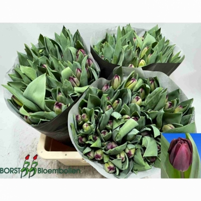 Svazek 50 fialových tulipánů DU DARK SOUL