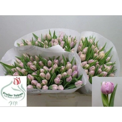 Svazek 50 fialových tulipánů DU KICKSTART