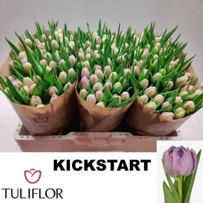 Svazek 50 fialových tulipánů DU KICKSTART