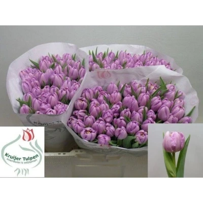 Svazek 50 fialových tulipánů DU KICKSTART
