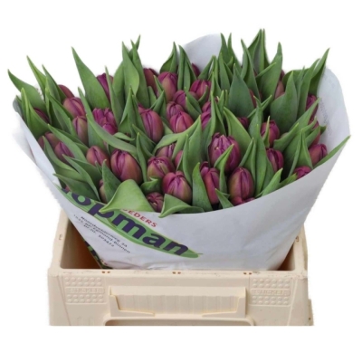 Svazek 50 fialových tulipánů DU RESPECTABLE
