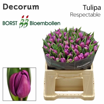 Svazek 50 fialových tulipánů DU RESPECTABLE