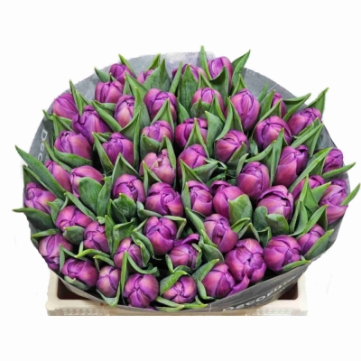 Svazek 50 fialových tulipánů DU RESPECTABLE