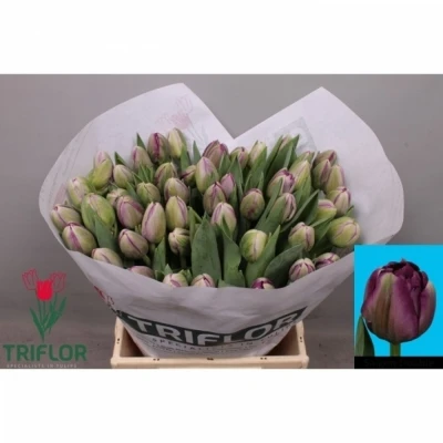 Svazek 50 fialových tulipánů DU SAIGON DOUBLE