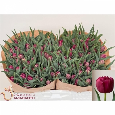 Svazek 50 fialových tulipánů DU WORLD BOWL