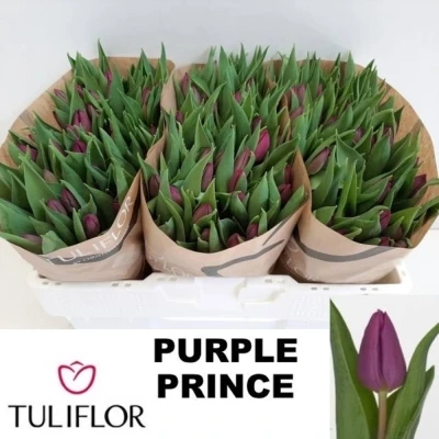 Svazek 50 fialových tulipánů EN PURPLE PRINCE