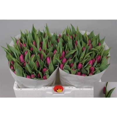 Svazek 50 fialových tulipánů EN PURPLE PRINCE