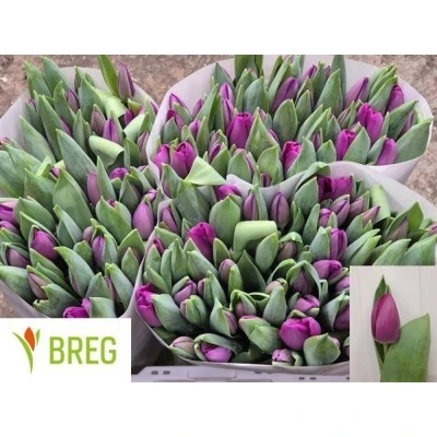 Svazek 50 fialových tulipánů EN ROESKA