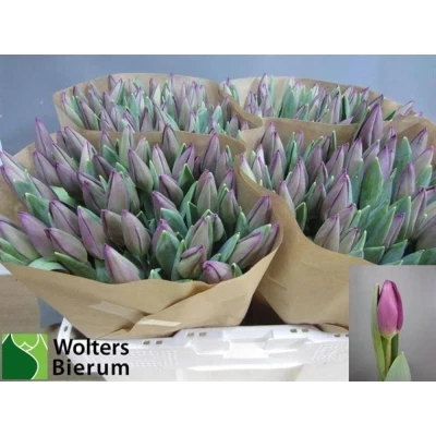 Svazek 50 fialových tulipánů EN ROESKA