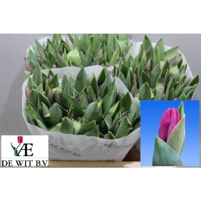 Svazek 50 fialových tulipánů EN ROESKA
