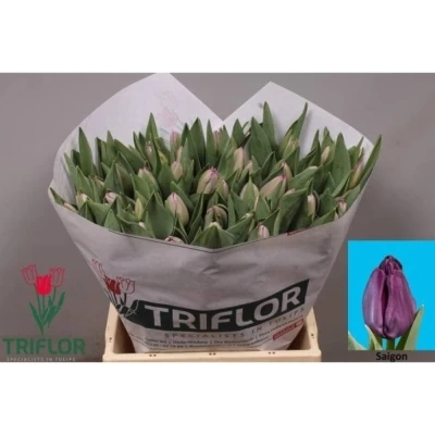 Svazek 50 fialových tulipánů EN SAIGON