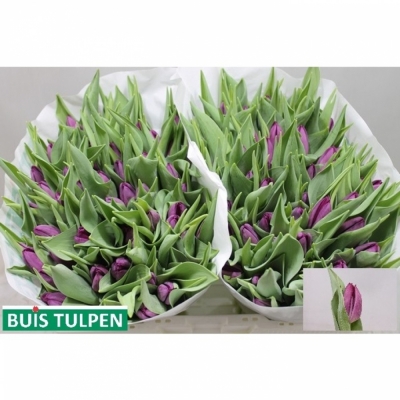 Svazek 50 fialových tulipánů EN ZUZUKI