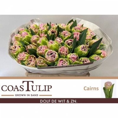 Svazek 50 fialových tulipánů FR CAIRNS
