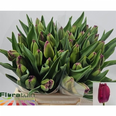 Svazek 50 fialových tulipánů FR PURPLE CRYSTAL