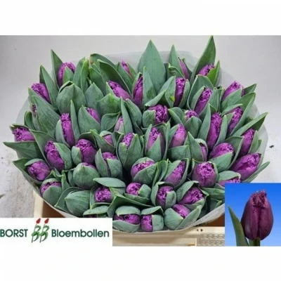 Svazek 50 fialových tulipánů FR SAN LUIZ