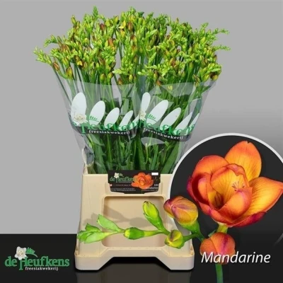 Svazek 50 oranžových frézií DU MANDARINE