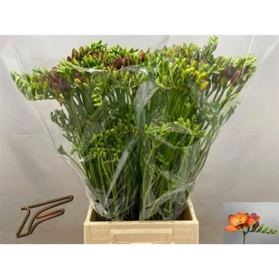 Svazek 50 oranžových frézií EN ACAPULCO