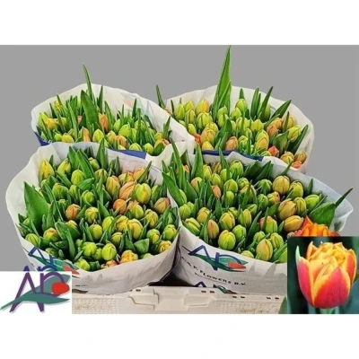 Svazek 50 oranžových tulipánů DU CROSSFIRE