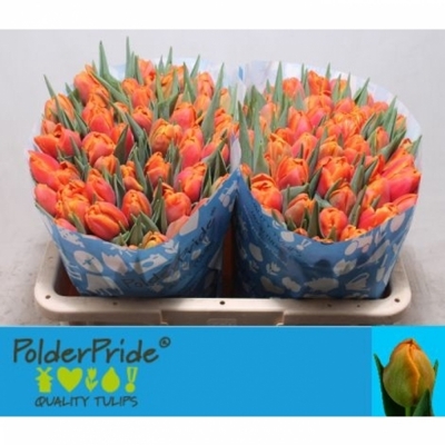 Svazek 50 oranžových tulipánů DU ICOON