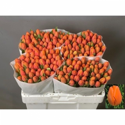 Svazek 50 oranžových tulipánů EN ASAHI