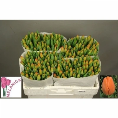 Svazek 50 oranžových tulipánů EN ASAHI